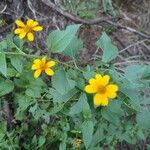 Viguiera dentata 花
