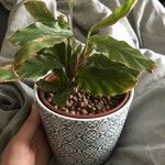 Calathea rufibarbaList