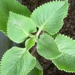 Plectranthus amboinicus Blad