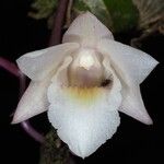 Dendrobium platygastrium 花