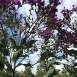 Vernonia gigantea Flower