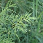 Thalictrum lucidum Leaf