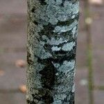 Ilex cornuta പുറംതൊലി