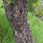 Syzygium guineense Casca