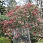 Rhododendron orbiculare Habitus