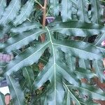 Stenocarpus sinuatus Levél