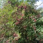 Sambucus nigra Συνήθη χαρακτηριστικά