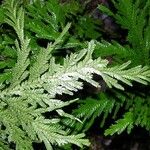 Selaginella arthritica 葉