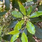 Pittosporum undulatum Lehti