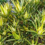 Leucadendron laureolum Blodyn