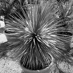 Yucca queretaroensis Liść