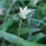 Gomphrena serrata Flower