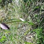 Fritillaria pyrenaicaFlower