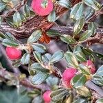 Cotoneaster integrifolius Vrucht