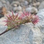 Onobrychis caput-galli Mbuma