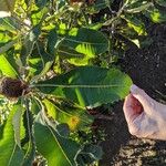 Banksia robur पत्ता