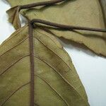 Alchornea discolor Leaf