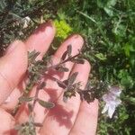 Teucrium brevifolium Arall