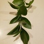 Ruscus hypophyllum Leaf