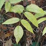 Apios americana Folla
