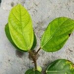 Ficus racemosa Leaf