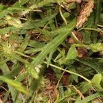 Trifolium suffocatum Libunga