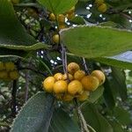 Ehretia dicksonii Fruit