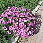 Osteospermum ecklonis Hábitos