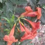 Tecoma fulva फूल