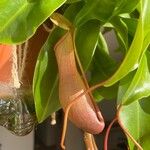 Nepenthes spp. Cvet