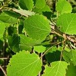 Populus tremula পাতা