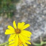 Senecio inaequidensFlower