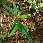 Erythroxylum laurifolium Leaf