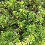 Euryops chrysanthemoides Floro