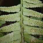 Asplenium barteri Hoja
