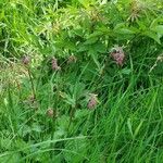Geum rivale Habitatea
