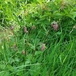 Geum rivale Habit