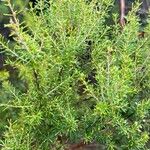 Erica arborea 葉