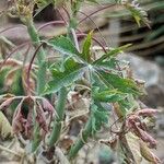 Jatropha cathartica Leaf