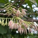 Elaeocarpus angustifolius Flor