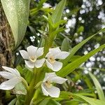 Maxillaria camaridii Flower