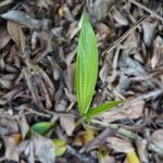 Molineria capitulata Foglia