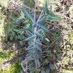 Euphorbia lathyris Leaf