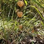 Lomandra multiflora