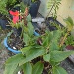 Canna × hybrida ഇല