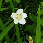 Anemone sylvestris Цветок