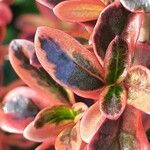 Coprosma repens List