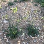 Biscutella glacialis Flor