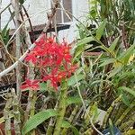 Epidendrum radicans Květ