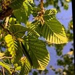 Ulmus glabraFeuille